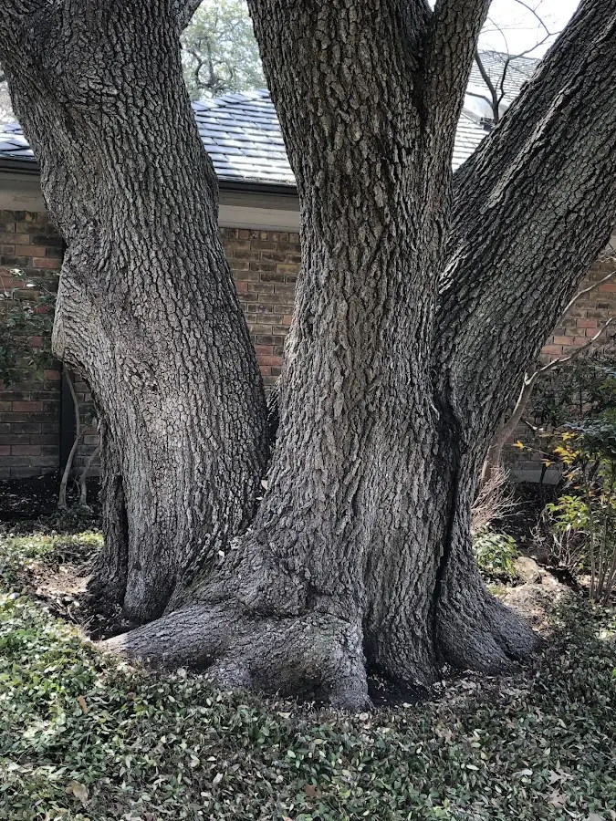 Mature heritage tree close to a Crestview property cared for by certified arborists